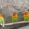 インコ
