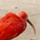 ショウジョウトキ