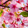 桜 with メジロ…っぽい葉っぱ