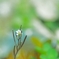 種漬花？