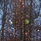 Winter fairies 14