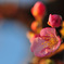 河津桜