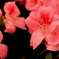 Azalea