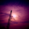 Purple Crane