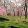 京都　城南宮の梅と椿