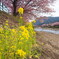 菜の花
