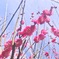 梅から