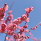 梅の花