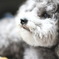 たそがれ犬