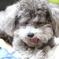 あくび犬