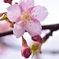 桜色