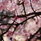 囲い桜