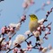 梅花