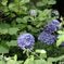 あじさい