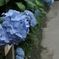 あじさい