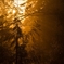 杉林に差し込む終冬の夕日