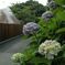 あじさい