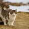 ねこ　