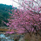 河津桜　見帰りの滝
