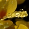Dewdrops