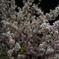 夜桜