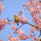 一足早く咲く桜