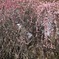 満開のしだれ梅