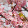 河津桜
