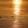 印旛沼・朝景　- 黄金の水面を泳ぐ -