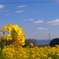 信貴山 菜の花