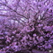 桜、満開