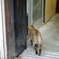 猫襲来