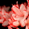 Azalea-Gold