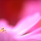 秋桜花盛