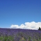 Lavenders hill