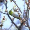 初めてのウメジロー