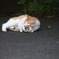 お兄ちゃん苦しいよ