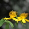 梅雨空の花