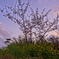 夕暮れ、桜