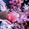 桜に乾杯