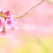 桜色舞うころ♡