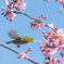 桜ジロウ　失敗　あるある　２