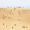 砂丘を登る人々