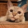 ねこ