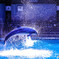 【Dolphin Jumping】
