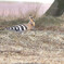 珍鳥　ヤツガシラ