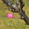 ume
