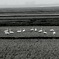 Swans