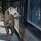 孤独なハイエナ