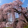 桜・慈雲寺